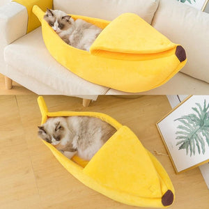 How to Celebrate International Cat Day – 7 Purr-fect Ideas