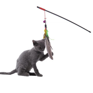 5 Signs Your Cat Secretly Loves You (Yes, Even If They Act Cold)