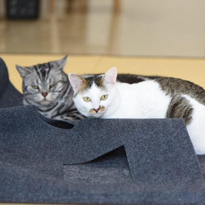 Why Cats Make the Best Emotional Support Companions