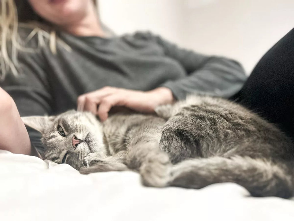 Why Cat Lovers Are the Happiest People – Backed by Science